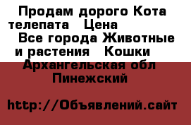  Продам дорого Кота-телепата › Цена ­ 4 500 000 - Все города Животные и растения » Кошки   . Архангельская обл.,Пинежский 